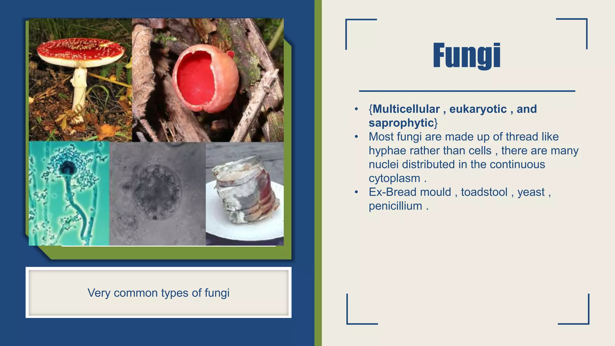 Kingdom classification and details classification of kingdom and ...