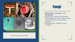 Toadstool Cell Structure Kingdom classification and details classification of kingdom and ...