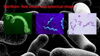 Spirillum- Rod shape and spherical shape
 