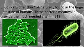 E. Coli or Escherichia Coli naturally found in the large
intestine of humans. These bacteria meanwhile
provide the much needed vitamin B12
 