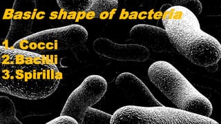 Basic shape of bacteria
1. Cocci
2.Bacilli
3.Spirilla
 