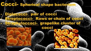 Cocci- Spherical shape bacterium
- Diplococci- pair of cocci
- Streptococci- Raws or chain of cocci
- Straphyloccoci- grapelike cluster of
cocci
 