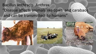 Bacillus anthracis- Anthrax
“Disease affects animals like cows and carabaos
and can be transmitted to humans”
 