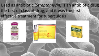 Used as antibiotic (Streptomycin) is an antibiotic drug,
the first of class of drug, and it was the first
effective treatment for tuberculosis
 