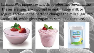 Lactobacillus bulgaricus and Streptobacillus thermophilus
Theses are specially involved in making sour milk or
Yogurt. Lactase in the bacteria changes the milk sugar into
Lactic acid, which gives yogurt its semi-liquid texture.
 