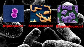 Diplococci Streptococci Staphylococci
 