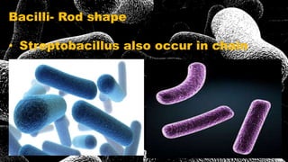 Bacilli- Rod shape
• Streptobacillus also occur in chain
 
