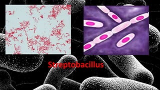 Streptobacillus
 