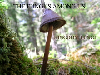 THE FUNGUS AMONG US KINGDOM FUNGI 