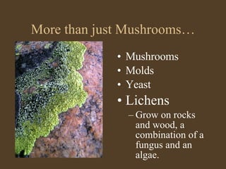 Kingdom Fungi PPT kingdom-fungi-ppt