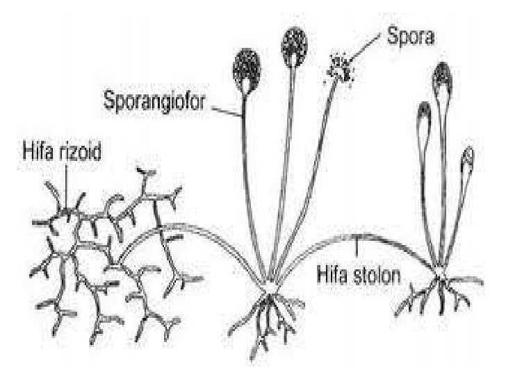 Kingdom fungi