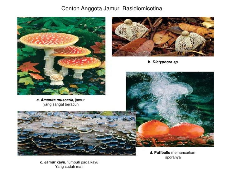 Ciri Ciri Dan Contoh Kingdom Fungi - Barisan Contoh