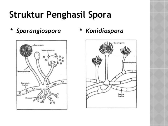 Gambar Kingdom Fungi Struktur Penghasil Spora 