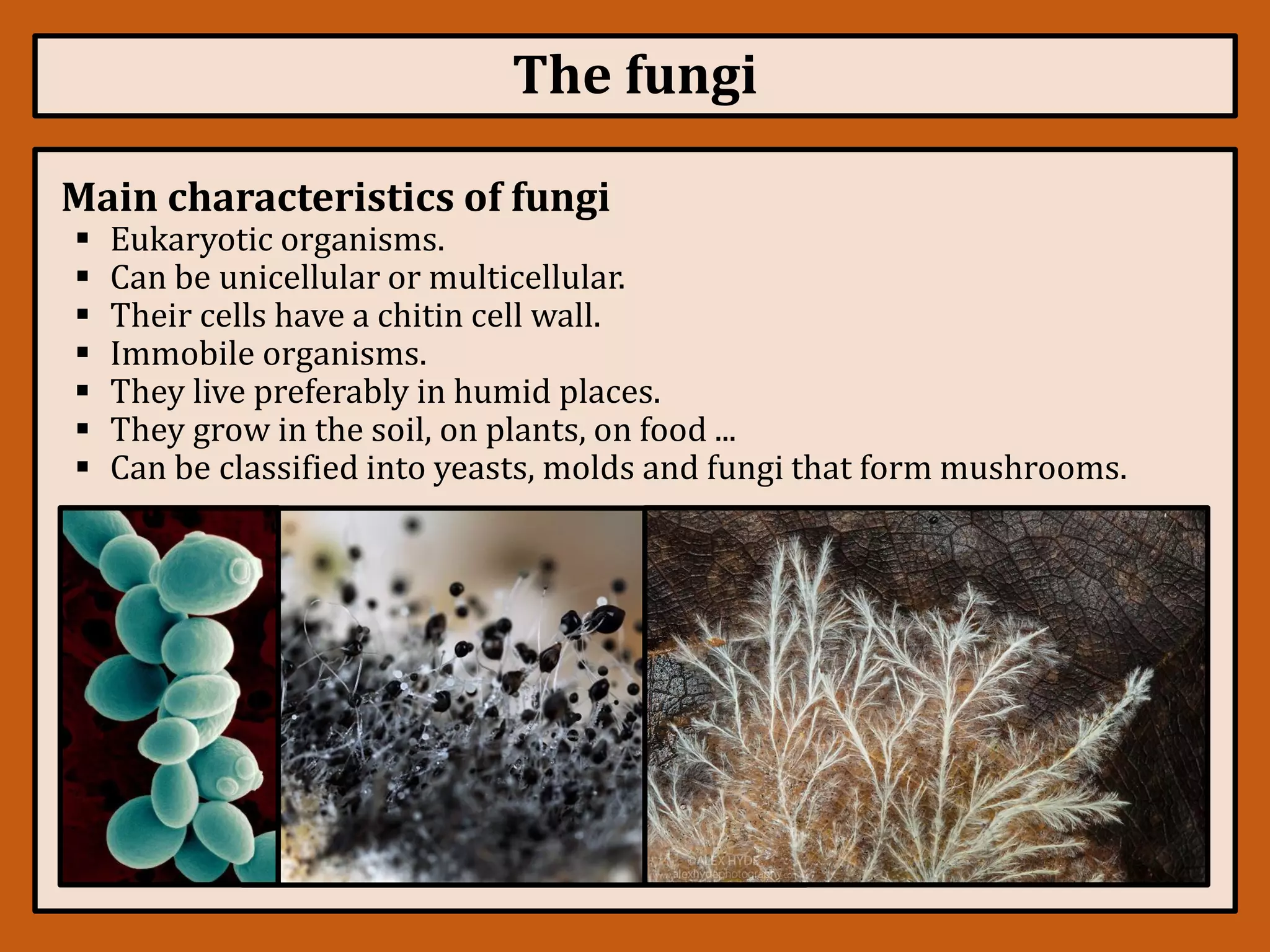 Kingdom Fungi | PDF