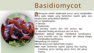 Jamur Multiseluler klasifikasi kingdom fungi jamur kelas 10 .pptx