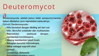 Jamur Multiseluler klasifikasi kingdom fungi jamur kelas 10 .pptx