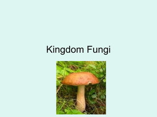 Kingdom Fungi
 
