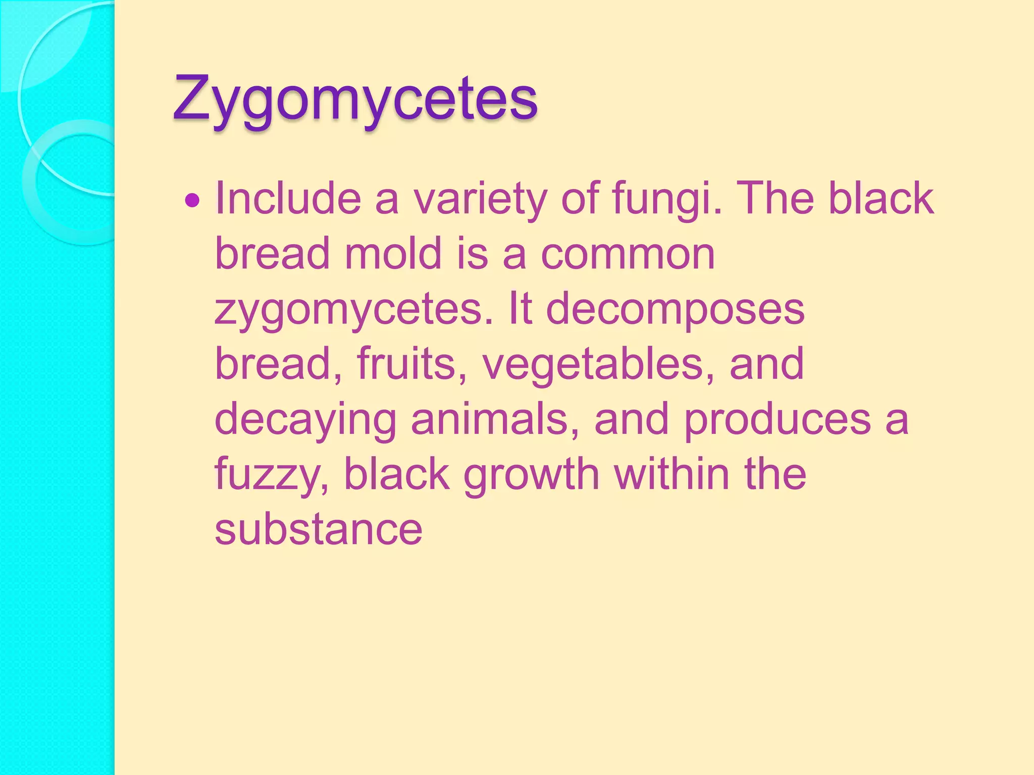Zygomycetes
   Include a variety of fungi. The black
    bread mold is a common
    zygomycetes. It decomposes
    bread, fruits, vegetables, and
    decaying animals, and produces a
    fuzzy, black growth within the
    substance
 
