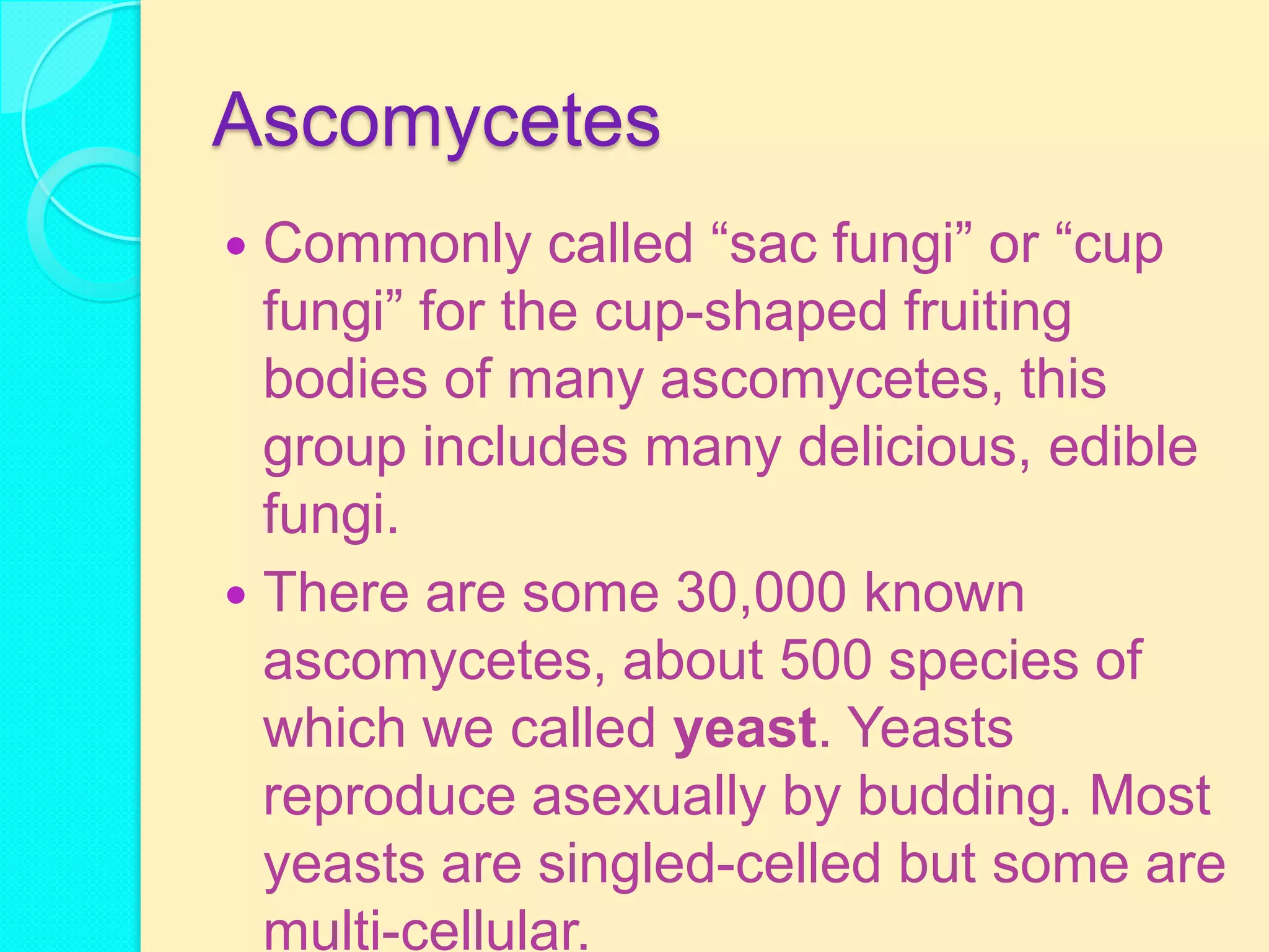 Ascomycetes
 Commonly called ―sac fungi‖ or ―cup
  fungi‖ for the cup-shaped fruiting
  bodies of many ascomycetes, this
  group includes many delicious, edible
  fungi.
 There are some 30,000 known
  ascomycetes, about 500 species of
  which we called yeast. Yeasts
  reproduce asexually by budding. Most
  yeasts are singled-celled but some are
  multi-cellular.
 