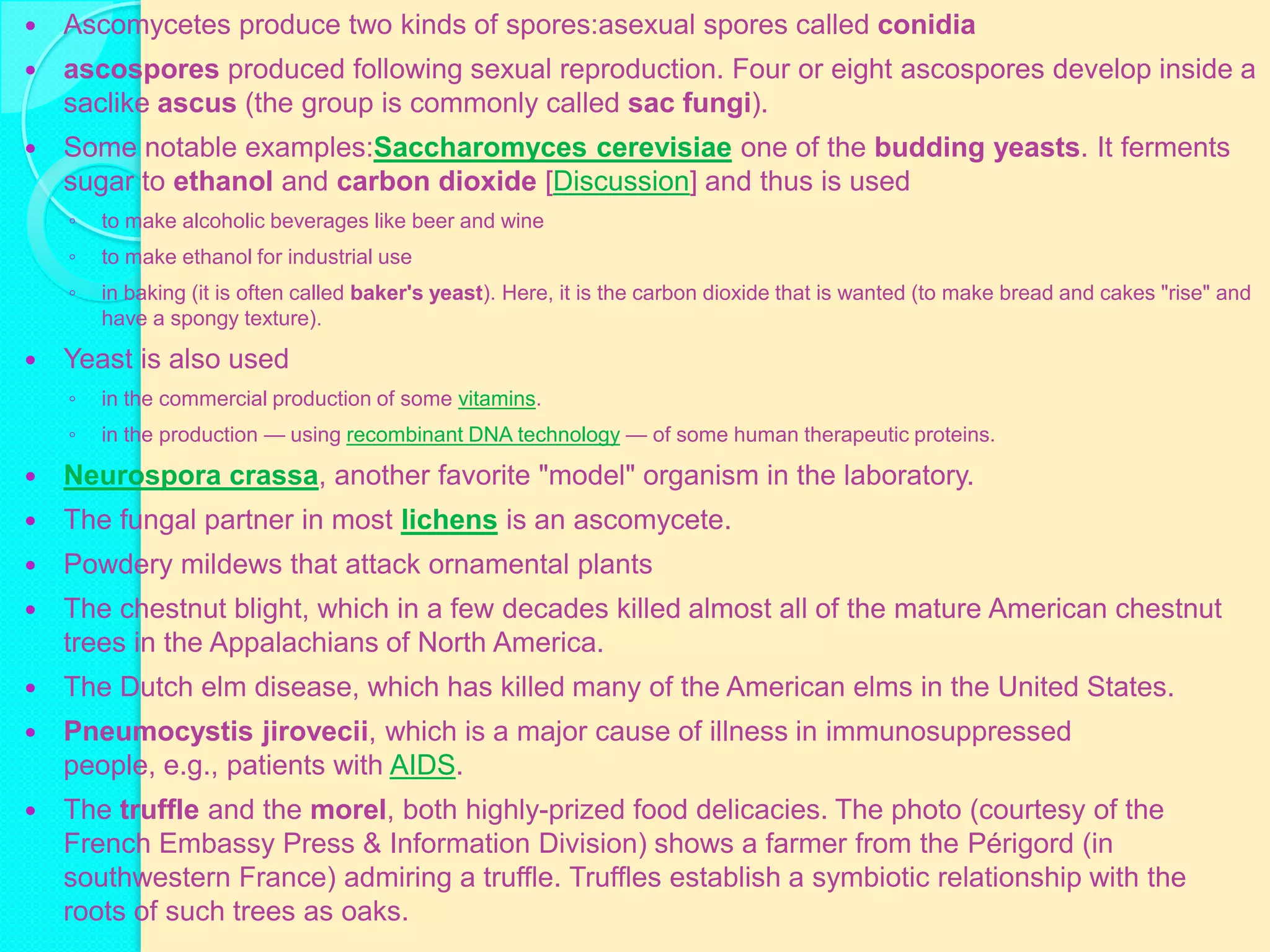    Ascomycetes produce two kinds of spores:asexual spores called conidia
   ascospores produced following sexual reproduction. Four or eight ascospores develop inside a
    saclike ascus (the group is commonly called sac fungi).
   Some notable examples:Saccharomyces cerevisiae one of the budding yeasts. It ferments
    sugar to ethanol and carbon dioxide [Discussion] and thus is used
    ◦   to make alcoholic beverages like beer and wine
    ◦   to make ethanol for industrial use
    ◦   in baking (it is often called baker's yeast). Here, it is the carbon dioxide that is wanted (to make bread and cakes "rise" and
        have a spongy texture).

   Yeast is also used
    ◦   in the commercial production of some vitamins.
    ◦   in the production — using recombinant DNA technology — of some human therapeutic proteins.

   Neurospora crassa, another favorite "model" organism in the laboratory.
   The fungal partner in most lichens is an ascomycete.
   Powdery mildews that attack ornamental plants
   The chestnut blight, which in a few decades killed almost all of the mature American chestnut
    trees in the Appalachians of North America.
   The Dutch elm disease, which has killed many of the American elms in the United States.
   Pneumocystis jirovecii, which is a major cause of illness in immunosuppressed
    people, e.g., patients with AIDS.
   The truffle and the morel, both highly-prized food delicacies. The photo (courtesy of the
    French Embassy Press & Information Division) shows a farmer from the Périgord (in
    southwestern France) admiring a truffle. Truffles establish a symbiotic relationship with the
    roots of such trees as oaks.
 
