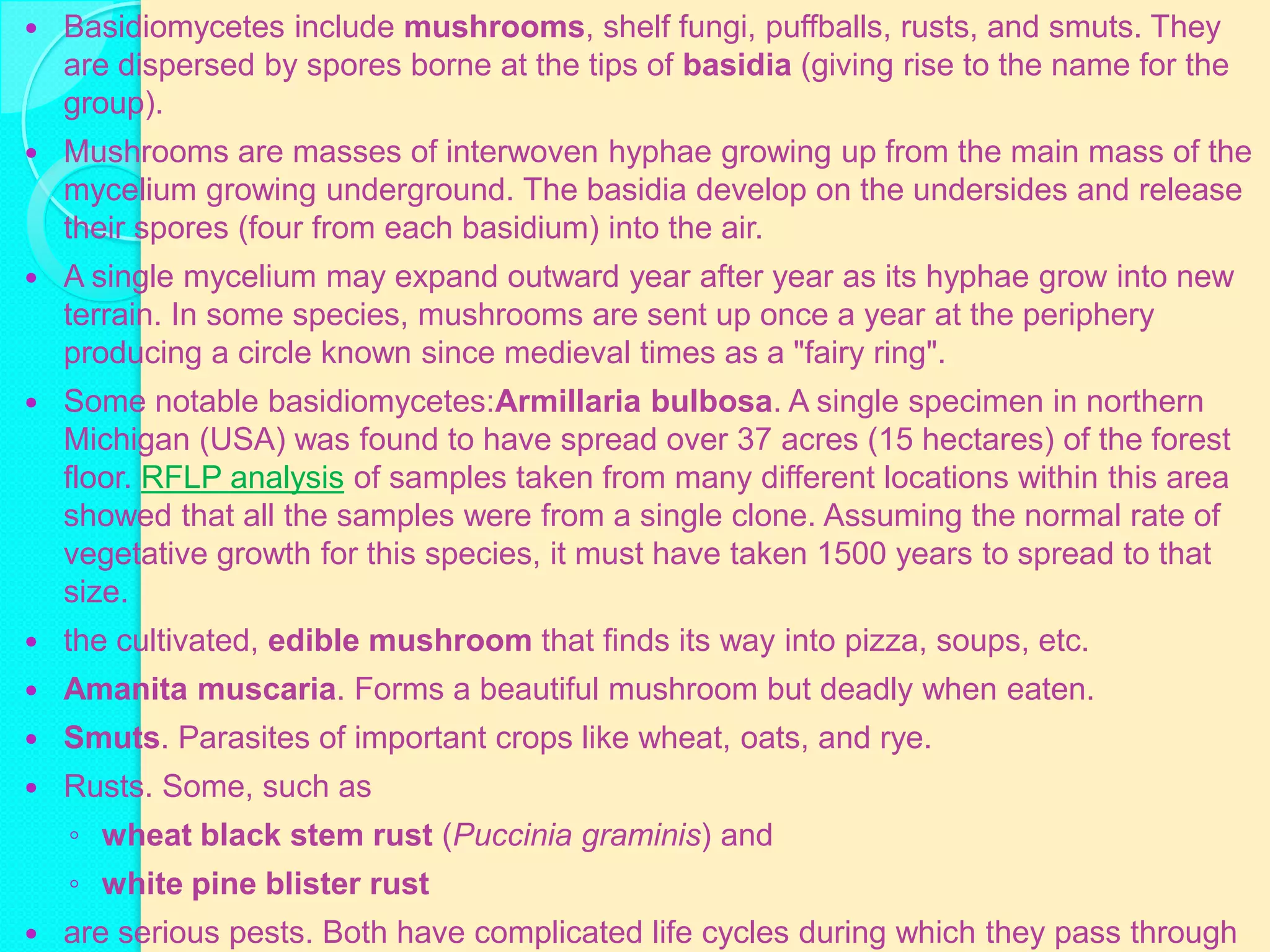    Basidiomycetes include mushrooms, shelf fungi, puffballs, rusts, and smuts. They
    are dispersed by spores borne at the tips of basidia (giving rise to the name for the
    group).
   Mushrooms are masses of interwoven hyphae growing up from the main mass of the
    mycelium growing underground. The basidia develop on the undersides and release
    their spores (four from each basidium) into the air.
   A single mycelium may expand outward year after year as its hyphae grow into new
    terrain. In some species, mushrooms are sent up once a year at the periphery
    producing a circle known since medieval times as a "fairy ring".
   Some notable basidiomycetes:Armillaria bulbosa. A single specimen in northern
    Michigan (USA) was found to have spread over 37 acres (15 hectares) of the forest
    floor. RFLP analysis of samples taken from many different locations within this area
    showed that all the samples were from a single clone. Assuming the normal rate of
    vegetative growth for this species, it must have taken 1500 years to spread to that
    size.
   the cultivated, edible mushroom that finds its way into pizza, soups, etc.
   Amanita muscaria. Forms a beautiful mushroom but deadly when eaten.
   Smuts. Parasites of important crops like wheat, oats, and rye.
   Rusts. Some, such as
    ◦ wheat black stem rust (Puccinia graminis) and
    ◦ white pine blister rust
   are serious pests. Both have complicated life cycles during which they pass through
 