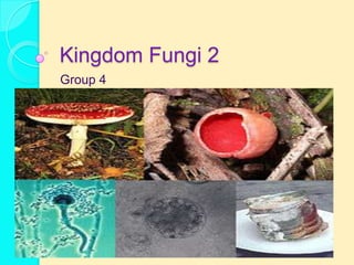 Kingdom Fungi 2
Group 4
 