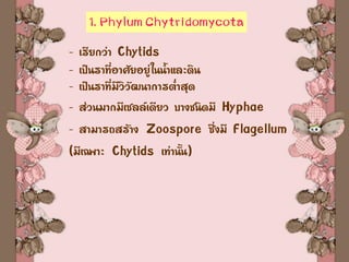 1. Phylum Chytridomycota
- เรียกว่า Chytids
- เป็นราที่อาศัยอยู่ในน้าและดิน
- เป็นราที่มีวิวัฒนาการต่าสุด
- ส่วนมากมีเซลล์เดียว บางชนิดมี Hyphae
- สามารถสร้าง Zoospore ซึ่งมี Flagellum
(มีเฉพาะ Chytids เท่านั้น)
 