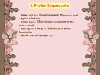 2. Phylum Zygomycota
- มีเฉพาะ Mold form โดยมีลักษณะเป็นเส้นๆ (Filamentous fungi)
- Hyphae จะยืดตัวเร็ว
- ลักษณะ Hyphae ไม่ได้แบ่งเป้นเส้นรวมกันเป็นเส้นเดียว (Non-
septate hyphae)
- ปลาย Hyphae สร้าง Spore เป็นลักษณะกลมๆ เรียกว่า
Sporagiophore
- ตัวอย่าง ราขนมปัง (Rhizopus sp.)
 