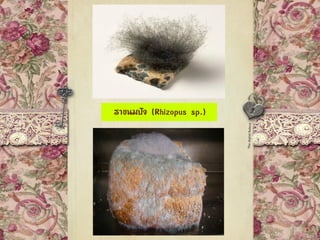 ราขนมปัง (Rhizopus sp.)
 