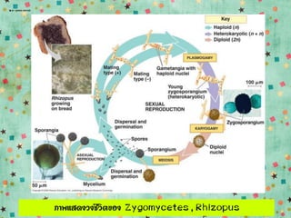 ภาพแสดงวงชีวิตของ Zygomycetes , Rhizopus
 