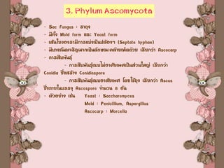3. Phylum Ascomycota
- Sac Fungus : ราถุง
- มีทั้ง Mold form และ Yeast form
- เส้นใยของรามีการแบ่งเป็นปล้องๆ (Septate hyphae)
- มีบางชนิดเจริญมากเป็นลักษณะคล้ายเห็ดถ้วย เรียกว่า Ascocarp
- การสืบพันธุ์
- การสืบพันธุ์แบบไม่อาศัยเพศเป็นส่วนใหญ่ เรียกว่า
Conidia ซึ่งสร้าง Conidiospore
- การสืบพันธุ์แบบอาสัยเพศ โดยใช้ถุง เรียกว่า Ascus
ซึ่งภายในบรรจุ Ascospore จานวน 8 อัน
- ตัวอย่าง เช่น Yeast : Saccharomyces
Mold : Penicillium, Aspergillus
Ascocarp : Morcella
 