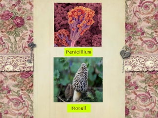 Morell
Penicillium
 
