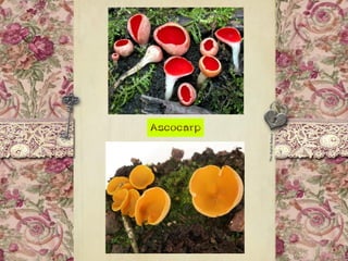 Ascocarp
 