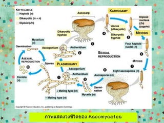 ภาพแสดงวงชีวิตของ Ascomycetes
 