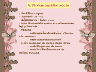 4. Phylum Basidiomycota
- เป็นราที่มีวิฒนาการสูงสุด
- เรียกอีกชื่อว่า Club Fungi
- เส้นใยมีการแบ่งกัน : Septate hyphae
- Hyphae มีการรวมกันเป็น Mycelium และรวมกันเป้นดอกขนาด
ใหญ่ รูปร่างคล้ายร่ม
- การสืบพันธุ์
- การสืบพันธุ์แบบไม่อาศัยเพศส่วนใหญ่ ใช้ Basidium
สร้าง Basidiospore
- การสืบพันธุ์แบบอาสัยเพศพบน้อยมาก
- ตัวอย่าง เห็ดชนิดต่างๆ เช่น เห็ดหอม เห็ดฟาง เห็ดโคน
- บางชนิดมีพิษรุนแรงมาก เช่น Amanita
- บางชนิดมีสารที่มีฤทธิ์หลอนประสาท เช่น
เห็ดขี้ควาย (Psilocybe)
 