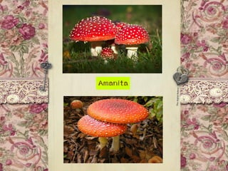Amanita
 