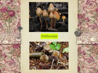 Psilocybe
 