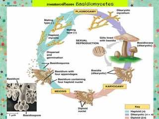 ภาพแสดงวงชีวิตของ Basidiomycetes
 