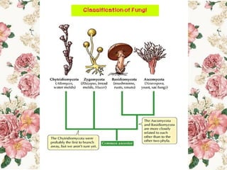 Classification of Fungi
 
