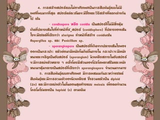 4. การสร้างสปอร์แบบไม่อาศัยเพศเป็นการสืบพันธุ์แบบไม่มี
เพศที่พบมากที่สุด สปอร์แต่ละชนิดจะมีชื่อและวิธีสร้างที่แตกต่างกัน
ไป เช่น
- condiospore หรือ conidia เป็นสปอร์ที่ไม่มีสิ่งหุ้ม
เกิดที่ปลายเส้นใยที่ทาหน้าที่ช ูสปอร์ (conidiophore) ที่ปลายของเส้น
ใยจะมีเซลล์ที่เรียกว่า sterigma ทาหน้าที่สร้าง conidiaเช่น
Aspergillus sp. และ Penicillium sp.
- sporangiospore เป็นสปอร์ที่เกิดจากปลายเส้นใยพอง
ออกเป็นกระเปาะ แล้วต่อมามีผนังกั้นเกิดขึ้นภายใน กระเปาะจะมีผนัง
หนาและเจริญเป็นอับสปอร์ (sporangium) นิวเคลียสภายในอับสปอร์
จะมีการแบ่งตัวหลาย ๆ ครั้งโดยมีส่วนของโปรโตพลาสซึมและผนัง
หนามาหุ้มกลายเป็นสปอร์ที่เรียกว่า sporangiospore จานวนมากมาย
5. การสืบพันธุ์แบบอาศัยเพศ มีการผสมมกันระหว่างเซลล์
สืบพันธุ์และมีการรวมตัวของนิวเคลียส ซึ่งรวมแล้วเป็น diploid
(2n) และมีการแบ่งตัวในขั้นตอนสุดท้ายแบบ meiosis เพื่อลดจานวน
โครโมโซมลงเป็น haploid (n) ตามเดิม
 