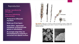 Reproduction
Ustilago reproduces by
teliospores
They have follo4wing
characteristics
• Produced on dikaryotic
mycelium
• Made up of two layers
• Outer thick , pigmented ,
sometimes ornamental with
spines or reticulations
• At younger stage they are
binucleated but at maturity it
converted into diploid nucleus
 