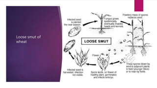 Loose smut of
wheat
 