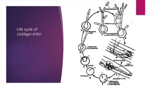 Life cycle of
Ustilago tritici
 
