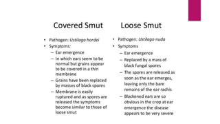 Kingdom fungi (ustilago)