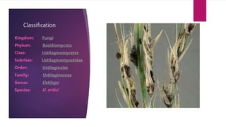Classification
Kingdom: Fungi
Phylum: Basidiomycota
Class: Ustilaginomycetes
Subclass: Ustilaginomycetidae
Order: Ustilaginales
Family: Ustilaginaceae
Genus: Ustilago
Species: U. tritici
 