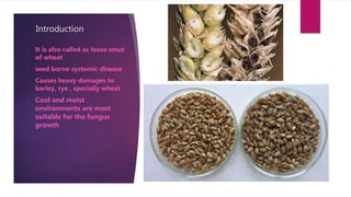 Introduction
• It is also called as loose smut
of wheat
• seed borne systemic disease
• Causes heavy damages to
barley, rye , specially wheat
• Cool and moist
environments are most
suitable for the fungus
growth
 