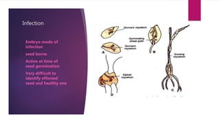 Infection
• Embryo mode of
infection
• seed borne
• Active at time of
seed germination
• Very difficult to
identify effected
seed and healthy one
 
