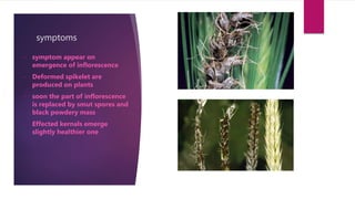 symptoms
• symptom appear on
emergence of inflorescence
• Deformed spikelet are
produced on plants
• soon the part of inflorescence
is replaced by smut spores and
black powdery mass
• Effected kernals emerge
slightly healthier one
 