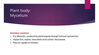 Plant body:
Mycelium
Secondary mycelium:
1. It is dikaryotic , produced by pla7smogamy through 7se5xual reproduction
2. e5xtens7ive, septate, intercellular each contain binucleated
3. They are capable of infection
 