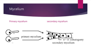 Mycelium
Primary mycelium secondary mycelium
 